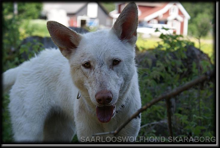 You have reached the last slide